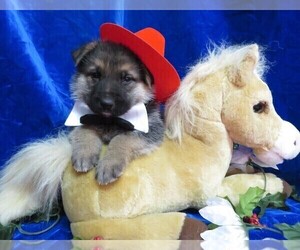 German Shepherd Dog Puppy for sale in HARTVILLE, MO, USA