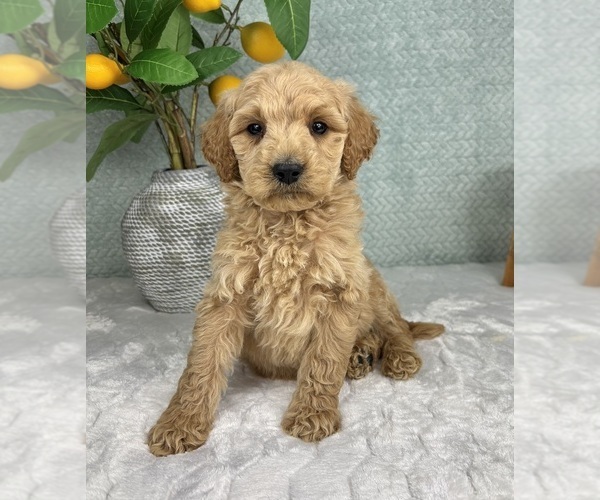 Medium Photo #1 Goldendoodle (Miniature) Puppy For Sale in FRANKLIN, IN, USA