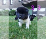Small Photo #4 Akita Puppy For Sale in JOHNSTOWN, PA, USA