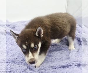 Siberian Husky Puppy for sale in SANDY HOOK, KY, USA