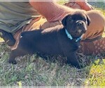 Small Photo #46 Rotticorso Puppy For Sale in REEVESVILLE, SC, USA