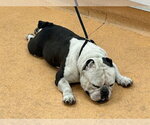 SHREK - Male Bulldog-Unknown Mix Dog for Adoption - Small photo