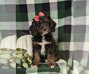 Cock-A-Poo Puppy for sale in NOTTINGHAM, PA, USA