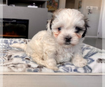 Small Photo #2 Zuchon Puppy For Sale in GALENA, NV, USA