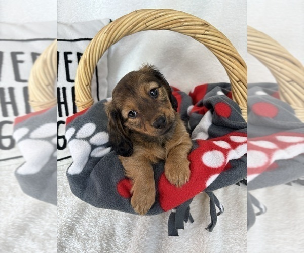 Medium Photo #2 Dachshund Puppy For Sale in GREENFIELD, IN, USA