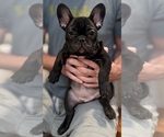 Small #10 French Bulldog
