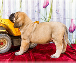 Small Photo #41 Mastiff Puppy For Sale in WAKARUSA, IN, USA
