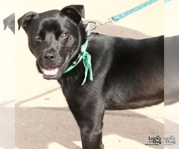 Medium Photo #4 Chow Chow-Retriever  Mix Puppy For Sale in Washington, DC, USA