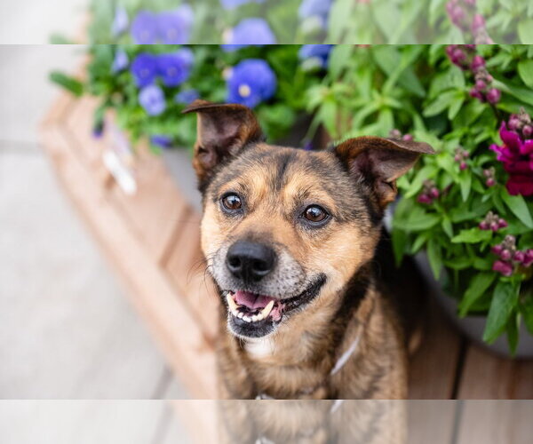 Medium Photo #6 Mutt Puppy For Sale in St. Louis Park, MN, USA