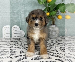 Bernedoodle (Miniature) Puppy for sale in FRANKLIN, IN, USA