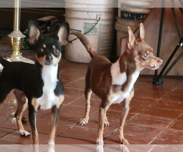 Medium Photo #2 Chipin Puppy For Sale in Bridgewater, NJ, USA
