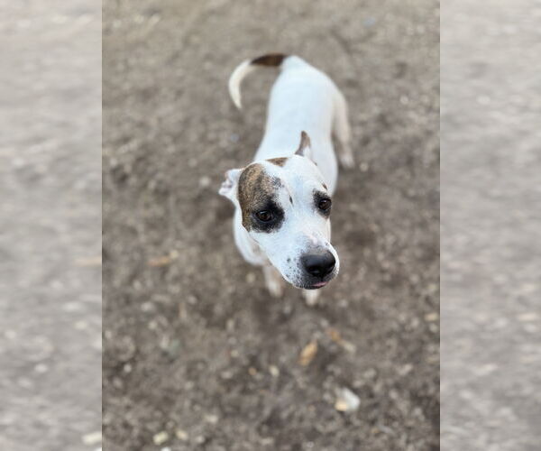 Medium Photo #7 American Pit Bull Terrier-Unknown Mix Puppy For Sale in Corning, AR, USA