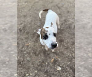 Radar - Female American Pit Bull Terrier-Unknown Mix Dog for Adoption - Photo #7
