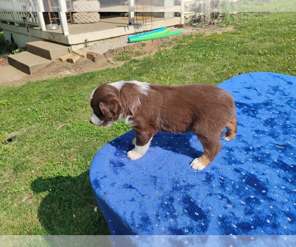 Medium Photo #5 Miniature American Shepherd Puppy For Sale in MONTGOMERY CITY, MO, USA