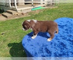 Small #4 Miniature American Shepherd