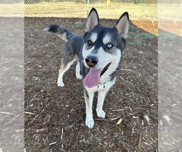 Medium Photo #1 Siberian Husky Puppy For Sale in Denver, CO, USA