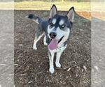 Small Siberian Husky