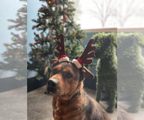 Medium Photo #11 American Staffordshire Terrier Puppy For Sale in Westminster, MD, USA