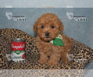 Poodle (Toy) Puppy for sale in SANGER, TX, USA