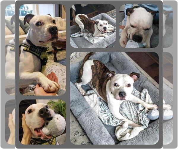 Medium Photo #7 American Pit Bull Terrier-Unknown Mix Puppy For Sale in Derwood, MD, USA