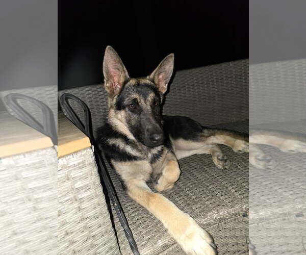 Medium Photo #3  Puppy For Sale in , 