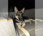 Small #2 Breeder Profile image