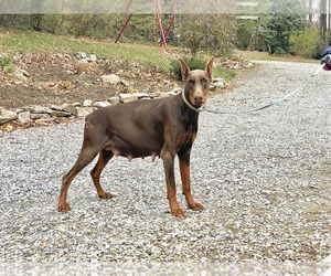 Mother of the Doberman Pinscher puppies born on 11/24/2025