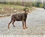 Small Photo #1 Doberman Pinscher Puppy For Sale in ROBESONIA, PA, USA