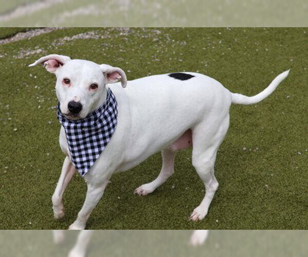 Medium Photo #5 Mutt Puppy For Sale in Rockaway, NJ, USA