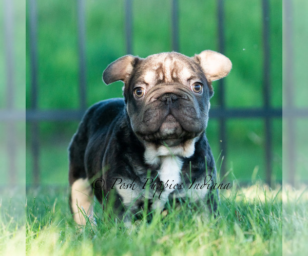 Medium Photo #7 French Bulldog Puppy For Sale in WARSAW, IN, USA