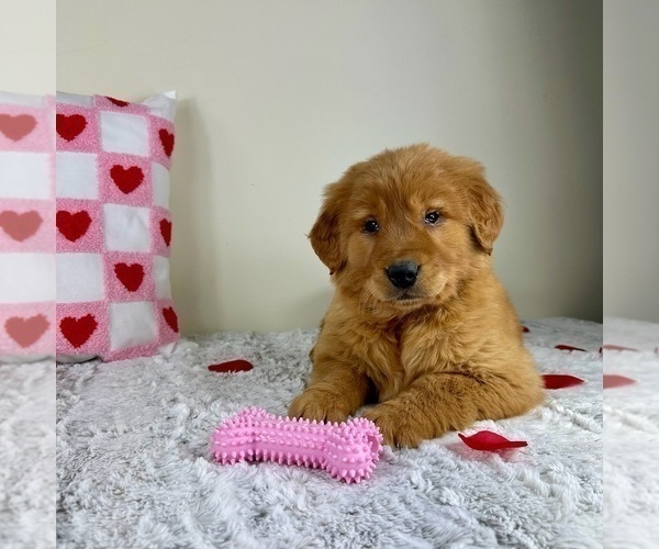 Medium Photo #2 Golden Retriever Puppy For Sale in GREENFIELD, IN, USA
