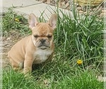 Small Photo #9 French Bulldog Puppy For Sale in TAYLORSVILLE, KY, USA