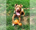 Small Photo #25 American Staffordshire Terrier-Unknown Mix Puppy For Sale in Spotsylvania, VA, USA