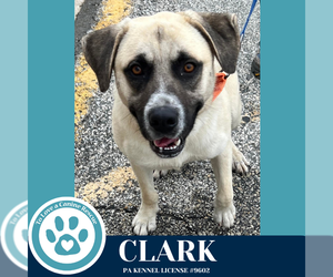 Anatolian Shepherd-Unknown Mix Dogs for adoption in Kimberton, PA, USA