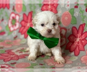 ShihPoo Puppy for sale in LANCASTER, PA, USA