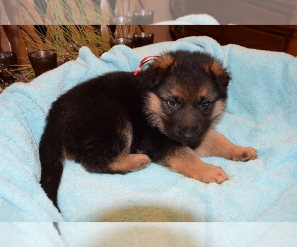 Medium Photo #19 German Shepherd Dog Puppy For Sale in FOREST GROVE, OR, USA
