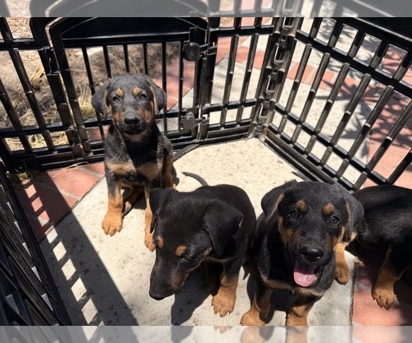 Medium Photo #1 Doberman Pinscher-German Shepherd Dog Mix Puppy For Sale in HACIENDA HEIGHTS, CA, USA
