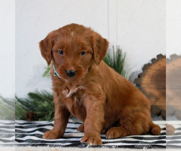 Medium Photo #2 Goldendoodle Puppy For Sale in LITITZ, PA, USA