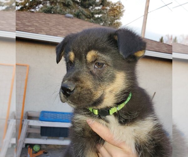 Medium Photo #3 Huskies -Unknown Mix Puppy For Sale in Calgary, Alberta, Canada