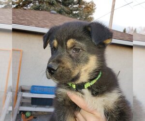 Kingston (Pup 6 LIME GREEN) - Male Huskies -Unknown Mix Dog for Adoption - Photo #3