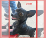 Small #1 Chihuahua Mix