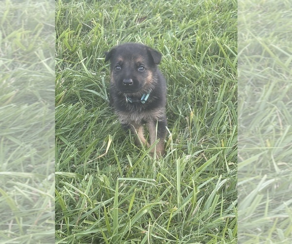 Medium Photo #1 German Shepherd Dog Puppy For Sale in SUMPTER TWP, MI, USA