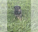 Small Photo #11 German Shepherd Dog Puppy For Sale in SUMPTER TWP, MI, USA