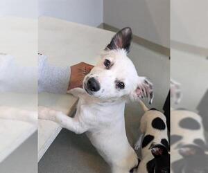 Chihuahua-Unknown Mix Dogs for adoption in San Martin, CA, USA