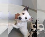 Small Chihuahua Mix