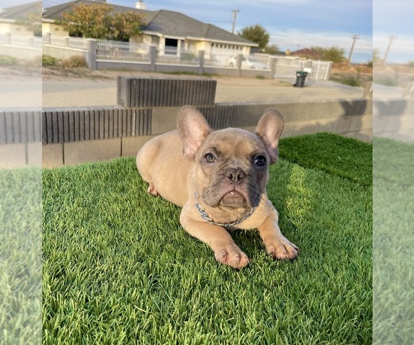 Medium Photo #5 French Bulldog Puppy For Sale in WEST HOLLYWOOD, CA, USA