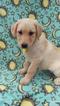 Small Photo #3 Labrador Retriever Puppy For Sale in EDEN, PA, USA