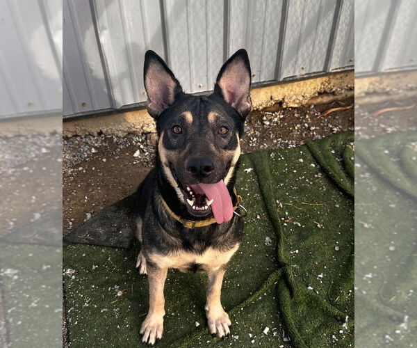 Medium Photo #6 German Shepherd Dog-Unknown Mix Puppy For Sale in Evansville, IN, USA