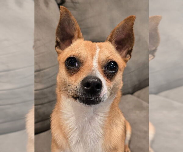 Medium Photo #3 Chihuahua-Unknown Mix Puppy For Sale in OKLAHOMA CITY, OK, USA