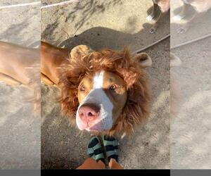 Riley - Male Mutt Dog for Adoption - Photo #5